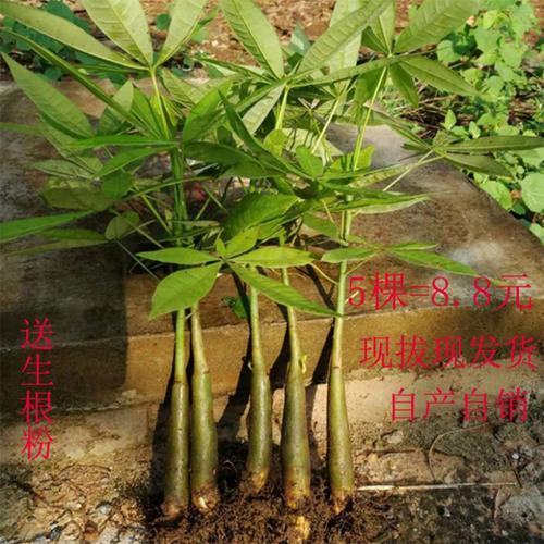发财树小苗怎么养护