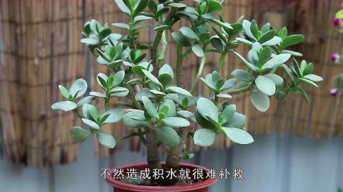 玉树什么时候修剪最适合