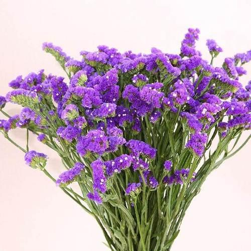勿忘我和黄花菜的区别