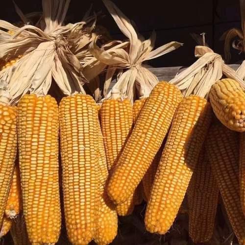 谁知道玉米和包谷的区别是什么