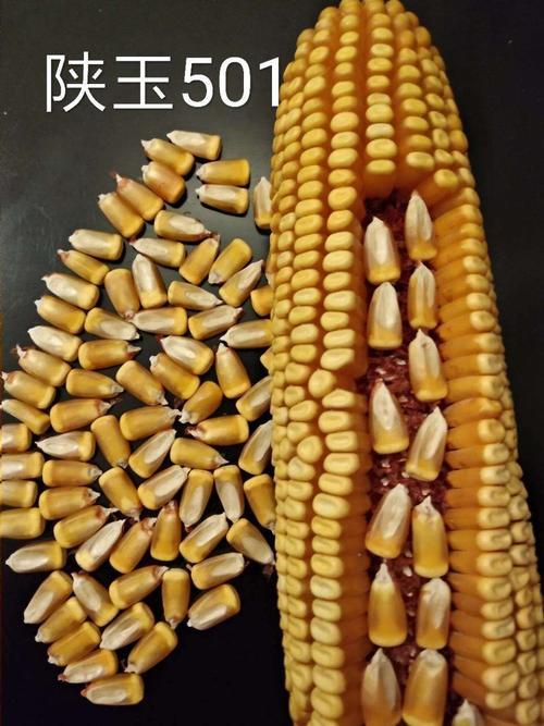 陕油12品种介绍