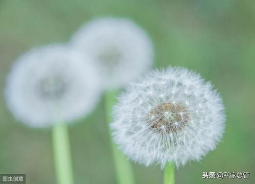 生命很短爱却绵长的意思