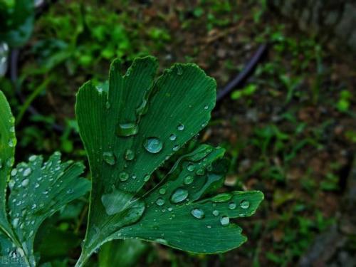 南方天天下雨叫什么天