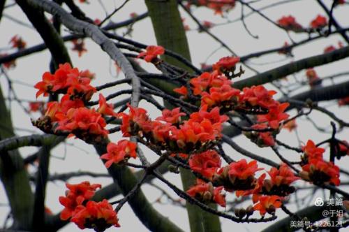 木棉花多重