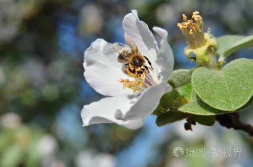 苹果树放蜂子咋放
