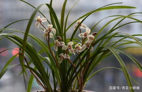 兰花可以使用波尔多液吗