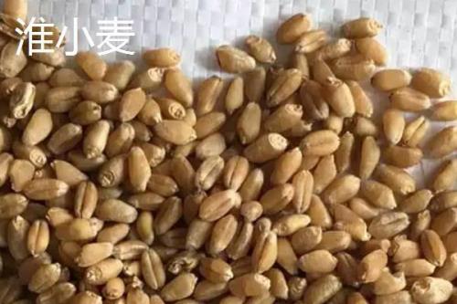 麦芽和浮小麦的区别
