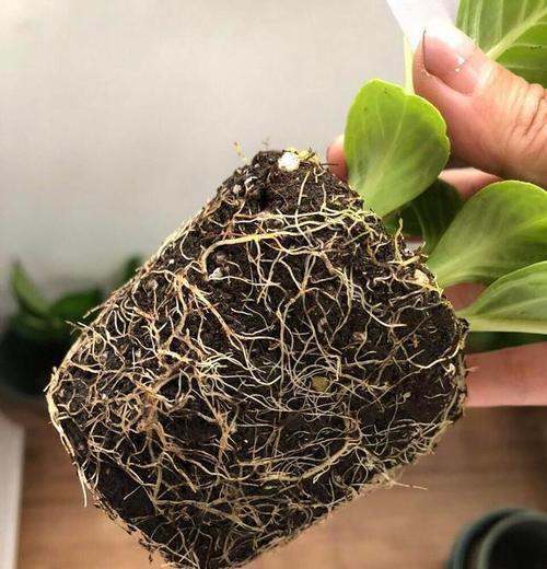 多大的河沙适合生根