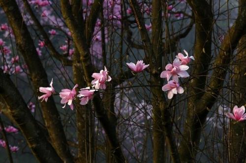 后山的花开了什么意思