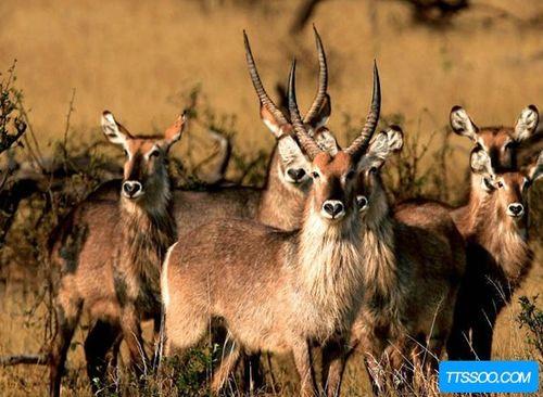 哪几种动物角是完全实心的