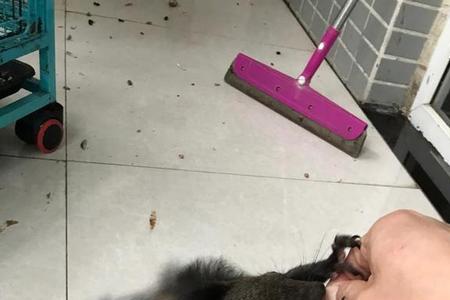松鼠的牙齿怎么判断需不需要剪