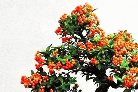 火棘s弯造型好看吗