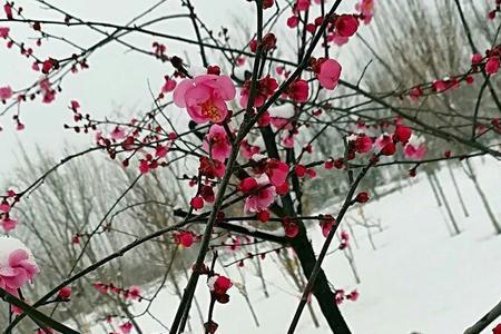 雪后寻梅霜前访菊全诗译文