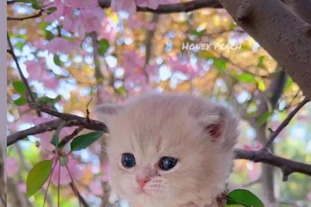 10号喵树还可以升级吗