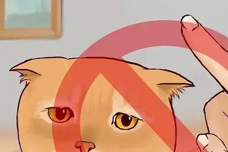 猫咪误食达克宁怎么办