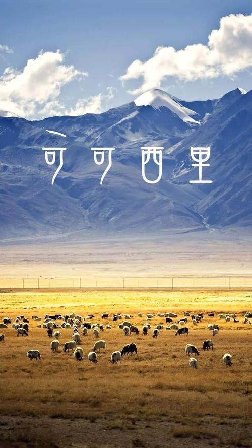 电影可可西里真人结局