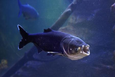 鱼能闻到水中的气味吗