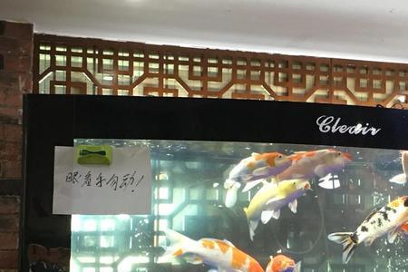 1.2米的鱼缸养九条锦鲤密度够么