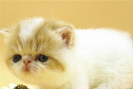 交易猫的协议保障有用吗