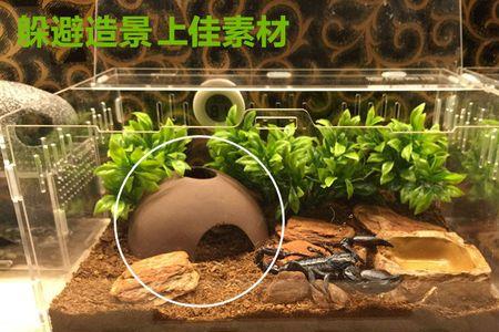 养雨林蝎要多大的饲养盒