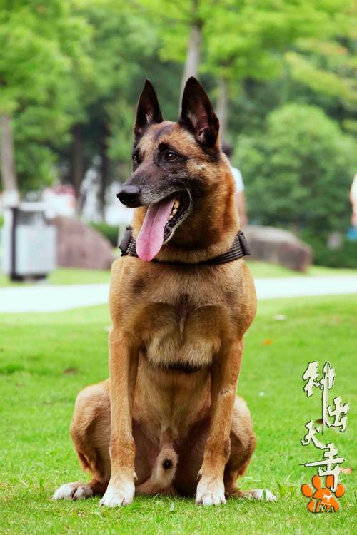 战犬出击什么时候上映