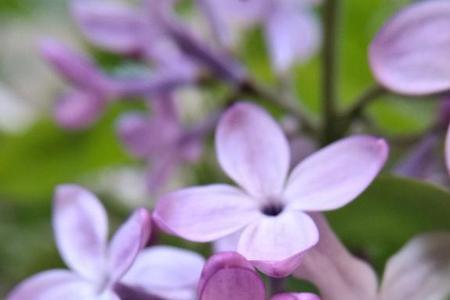 丁香花瓣面积怎么算