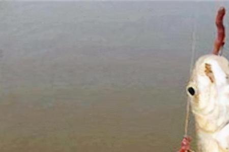 子母双钩的挂饵方法