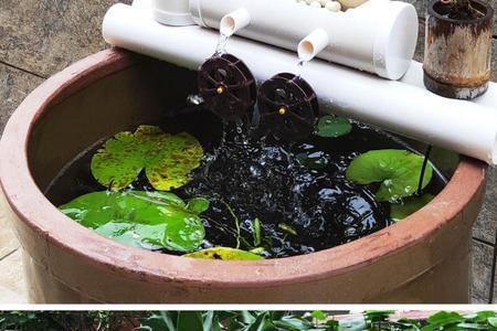 在水缸里临时不增氧吗
