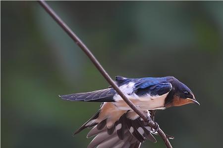 什么燕子没翅膀