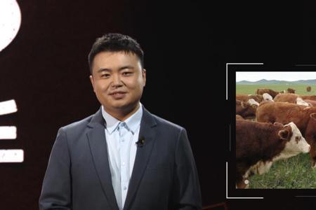 华西牛如何引进