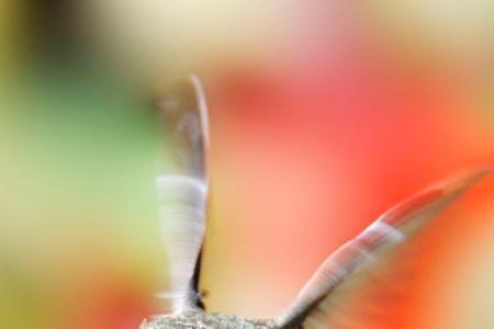 小小蜂鸟怎么搜不到了