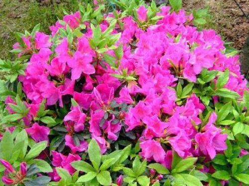 好家伙里面薛小家为什么叫杜鹃