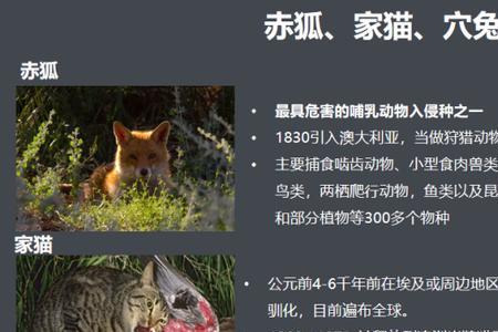 外来入侵物种有哪些