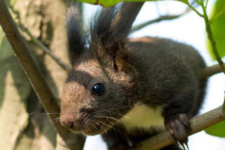 松鼠多大可以教定点