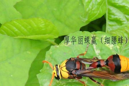 细腰蜂的蜂巢拆掉了会再来吗
