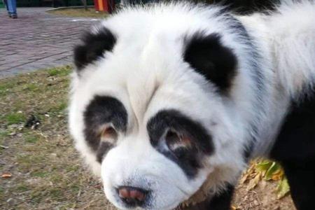 熊猫犬都是染色的么