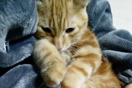 为什么我的猫总是喜欢跟我爸睡
