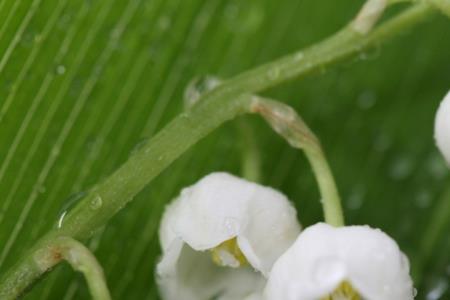银铃花的寓意是什么