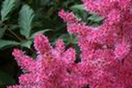 落新妇的优缺点