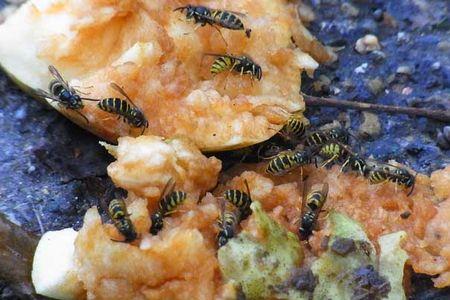 马蜂没了蜂巢会急死吗