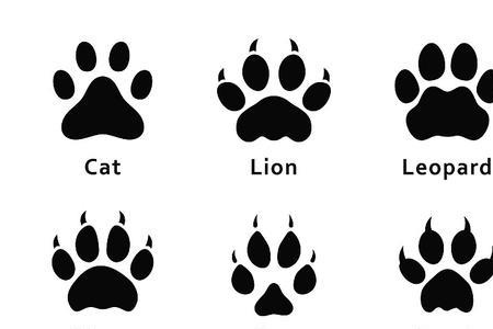 狐狸的脚印图案像什么