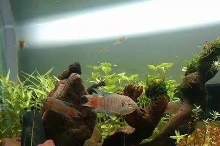 八斗鱼焯水时间