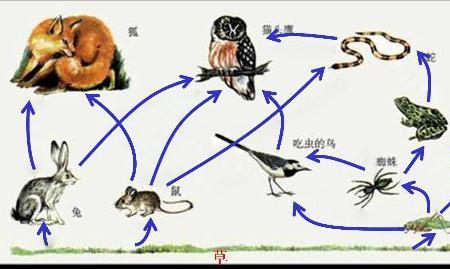蛇灭绝了对生物链有影响吗