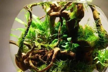 草缸co2漂浮水面怎么处理
