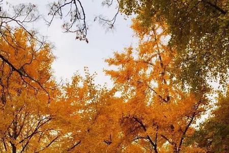 保定银杏公园什么时候开放