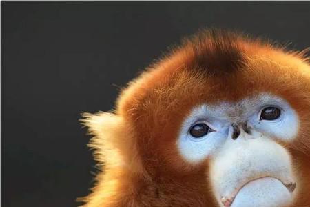 金丝猴为什么称为国宝