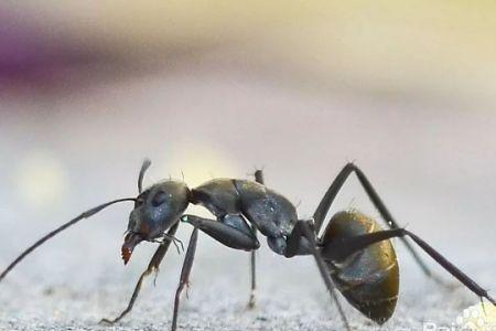 如何彻底杀死蚂蚁