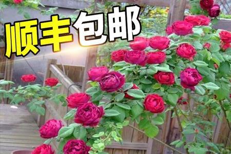 爬墙蔷薇用深盆还是浅盆