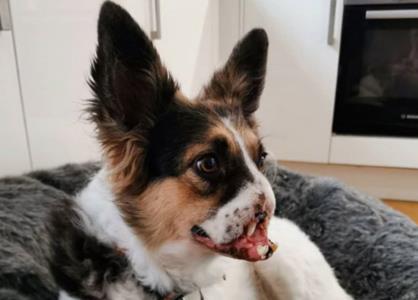 捷克狼犬和边牧犬生出孩子吗