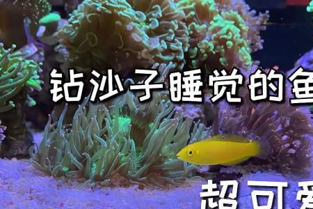 你是鱼儿我就是海水的歌曲